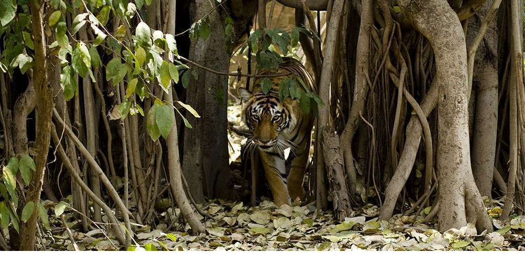 Option 3 - Golden Triangle with Ranthambhore 8 Days Taj Hotels