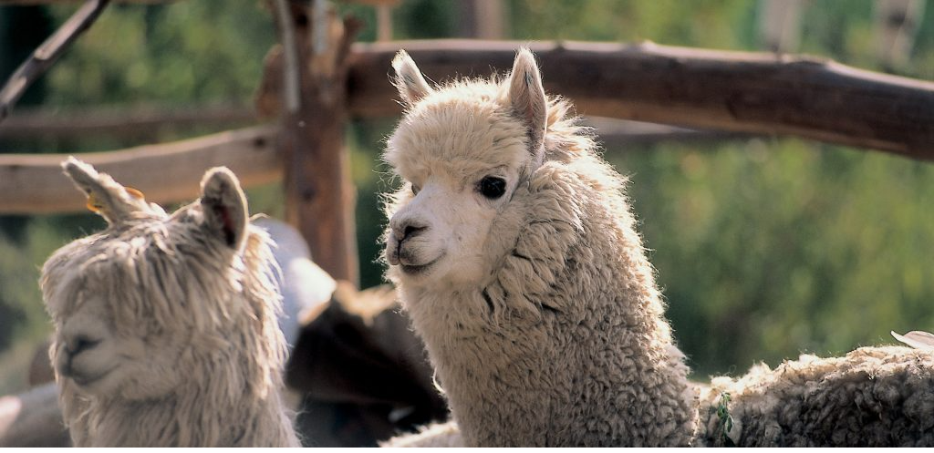 Option 6 - Tribute to the Incas: Cuzco & Machu Picchu 5 Days Deluxe Class Private Tour