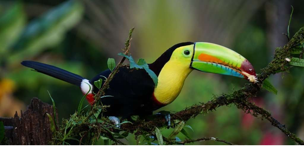 Exuberant Costa Rica 15 Days Deluxe Class